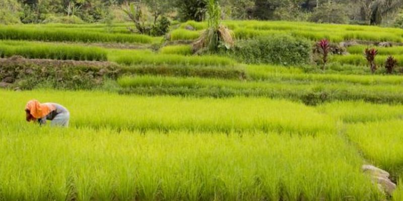 Kredit Pangan